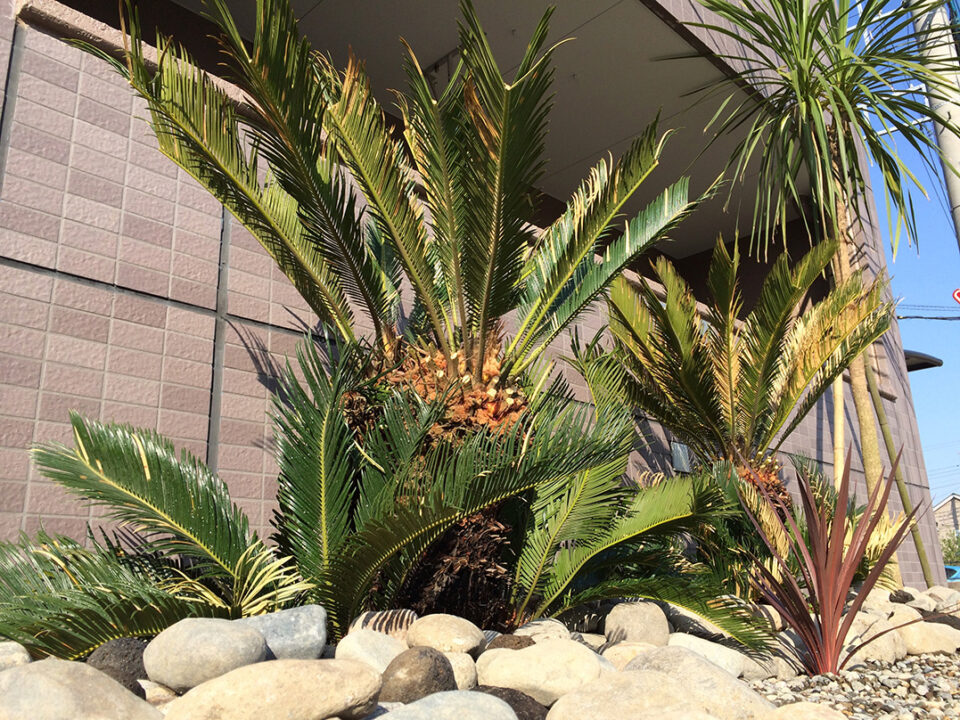 太田市わにわ
お庭のデザイン設計
アパートの植栽工事