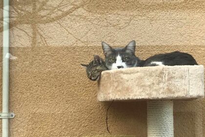 お庭のデザイン設計 太田市わにわ 安中市の猫ハウス施工