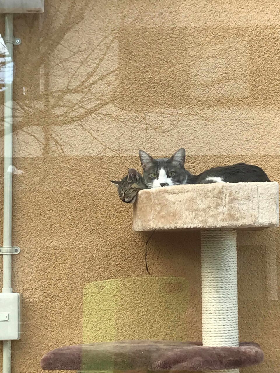 お庭のデザイン設計
太田市わにわ
安中市の猫ハウス施工