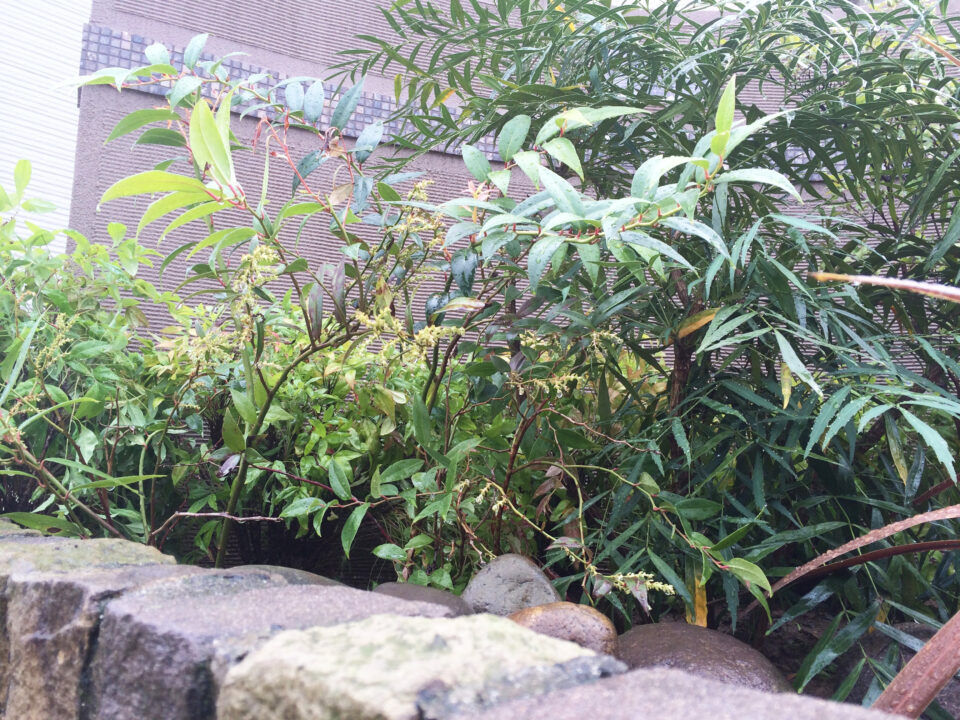 太田市わにわ｜玄関前の植栽プラン