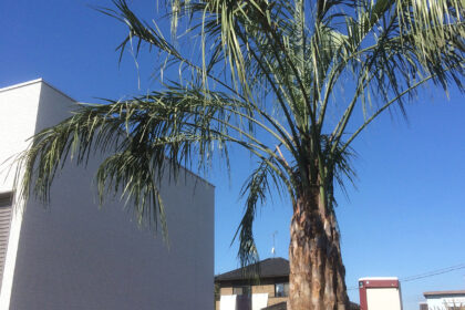 太田市わにわ お庭のデザイン設計 伊勢崎市ヤシの木の植栽工事